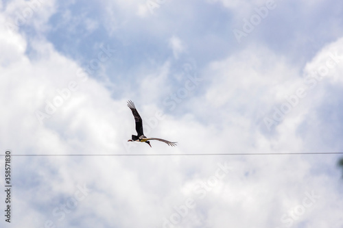 Adult Black Stork  Ciconia nigra  in flight during spring migration on the Greek island Lesvos.