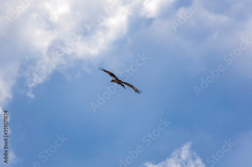 Adult Black Stork (Ciconia nigra) in flight during spring migration on the Greek island Lesvos.