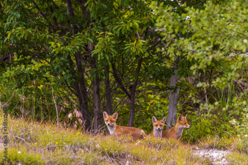 Fototapeta premium Fox cubs playing around their den