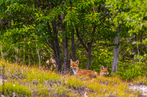 Fox cubs playing around their den