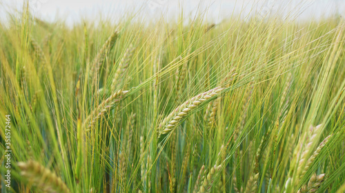 A field of ripening barley early in July with a beautiful mix of vivid green and yellow colors. Barley is a key ingredient in beer and whisky production and also a popular health food