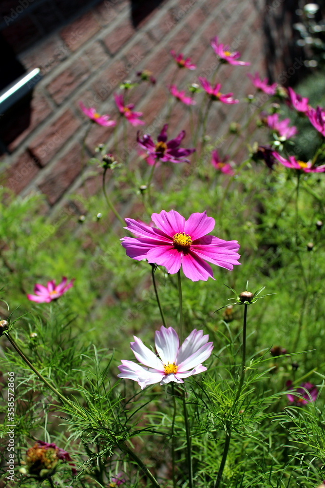 Obraz premium blume, natur, garden, pink, blume, pflanze, sommer, cosmos, feld, frühling, green, lila, floral, wiese, aufblühen, schön, schönheit, farbe, flora, weiß, bunt, hell, blühen, daisy, gras