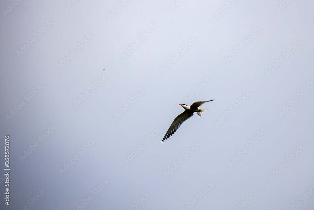 Fototapeta premium Whiskered Tern in Flight (Chlidonias hybridus)