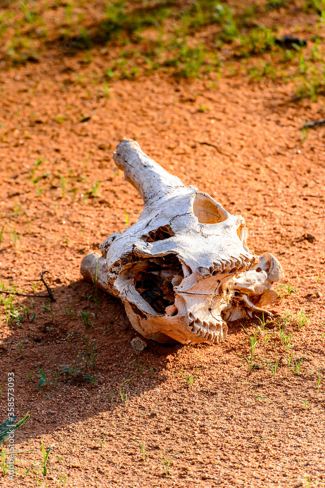 It's Animal skull on the ground at the Erindi Private Game Reserve, Namibia It's Animal skull on the ground at the Erindi Private Game Reserve, Namibia