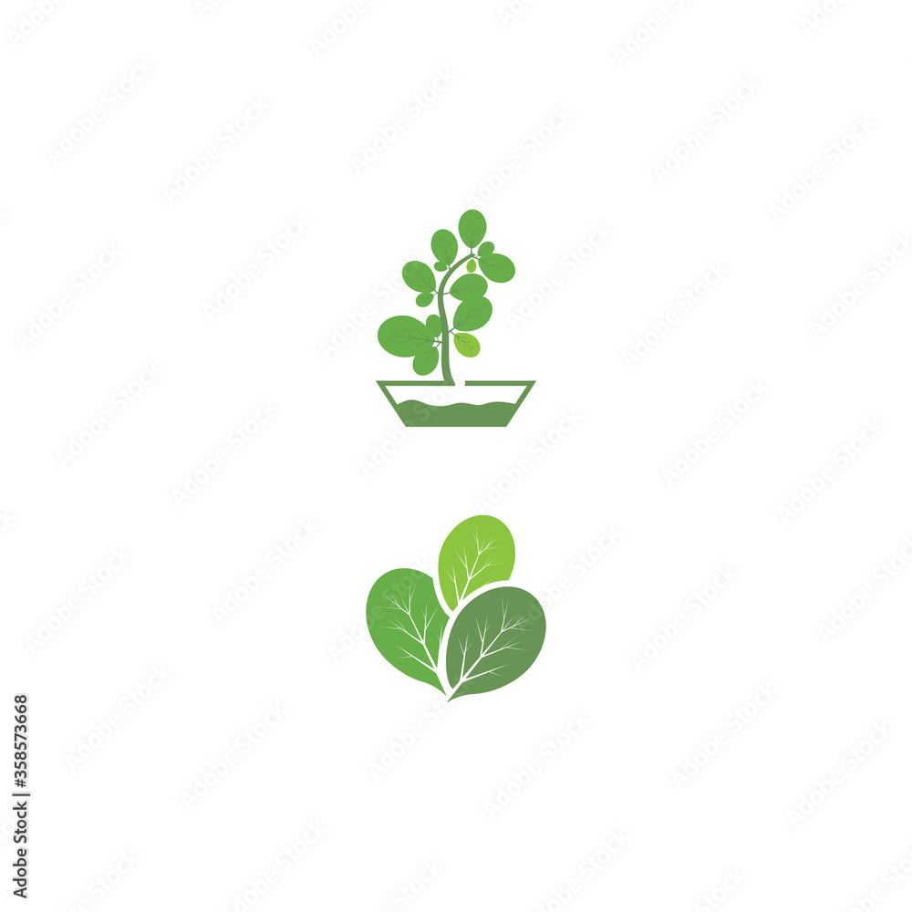 Moringa leaf Logo Template vector Moringa leaf Logo Template vector