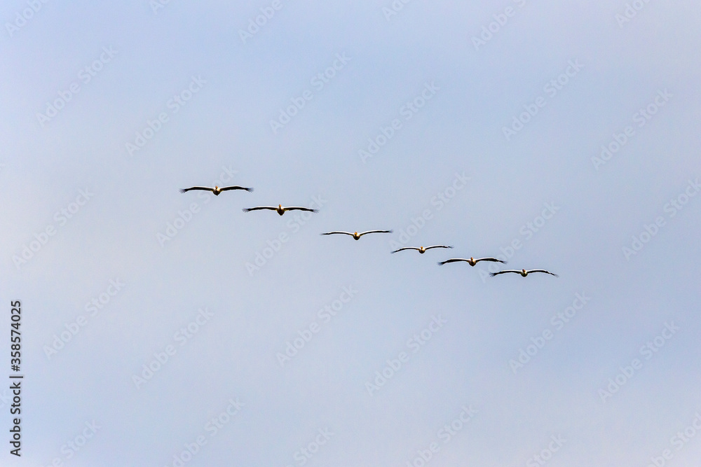 Great White Pelican, pelecanus onocrotalus, Group in Flight.