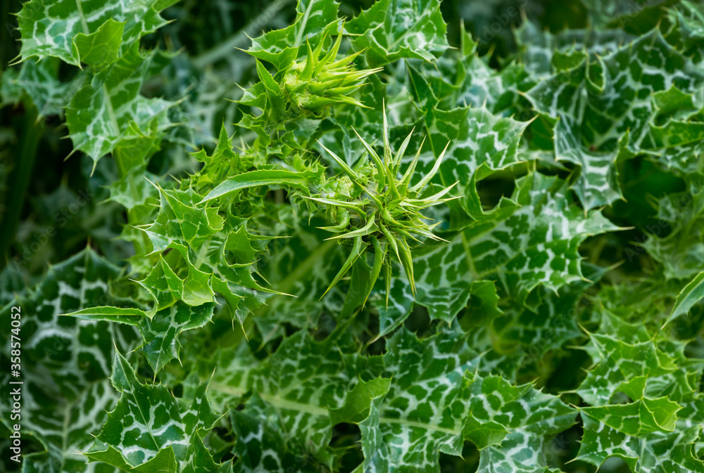 Variegated prickly leaves of Cardus marianus or Saint Mary's thistle (Silybum marianum). Milk thistle is valuable plant used for medicinal purposes. Selective focus close-up.Concept for natural design Variegated prickly leaves of Cardus marianus or Saint Mary's thistle (Silybum marianum). Milk thistle is valuable plant used for medicinal purposes. Selective focus close-up.Concept for natural design