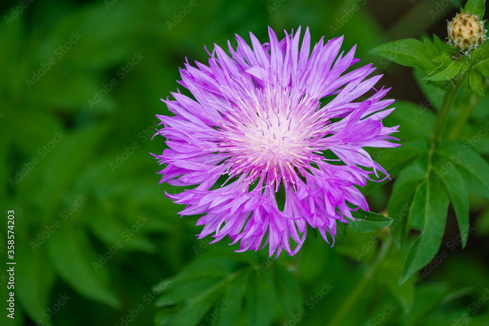 Obraz premium Centaurea dealbata (the Persian or whitewash cornflower). Close-up beautiful purple flower in spring garden on blurry green background. Selective focus with place for text. Nature concept for design