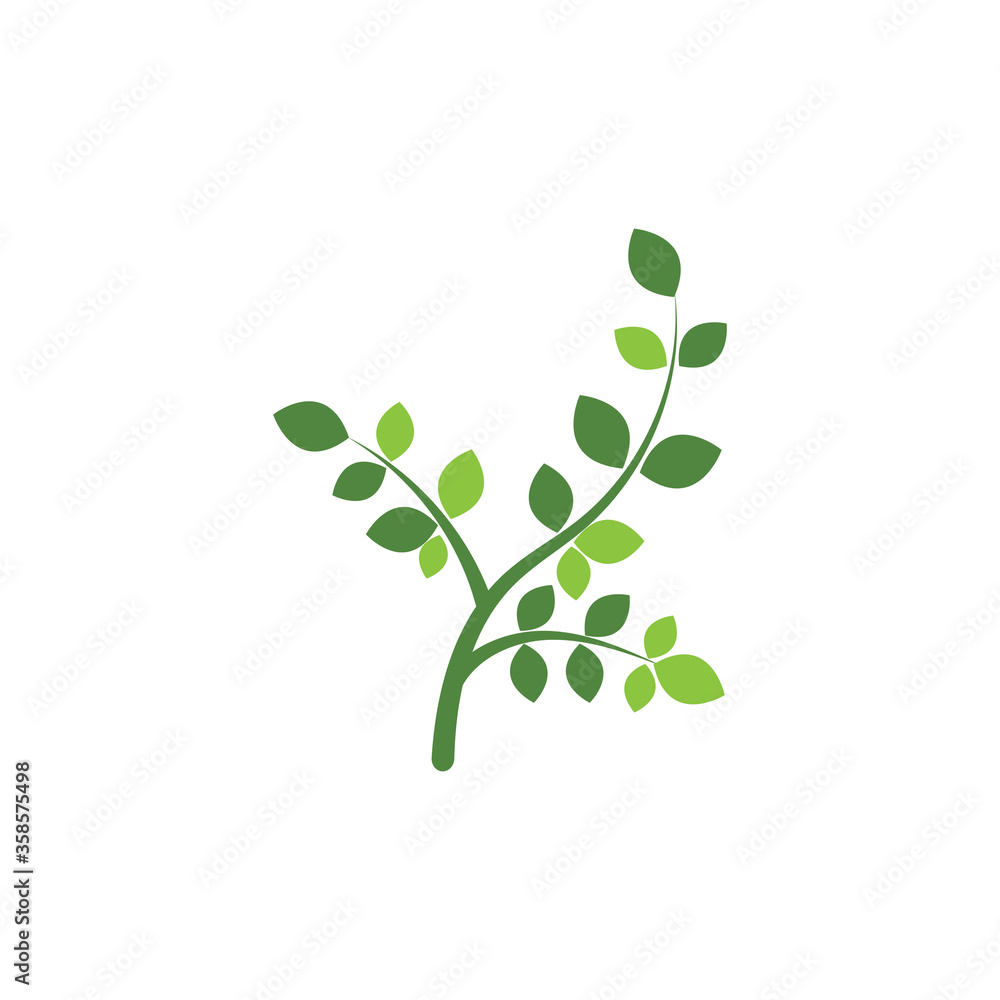 Obraz premium Moringa leaf Logo Template vector