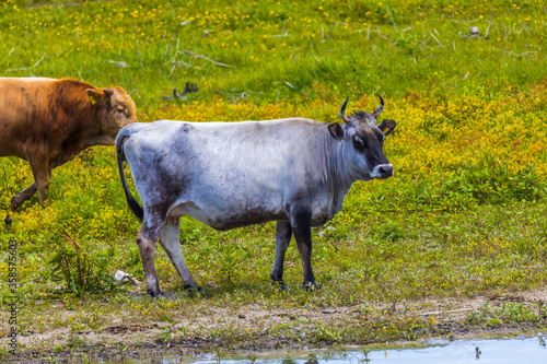Fototapeta Naklejka Na Ścianę i Meble -  Group of cows in the Danube delta