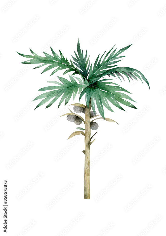 Palm tree width coconuts isolated on white. Hand drawn watercolor cartoon illustration background