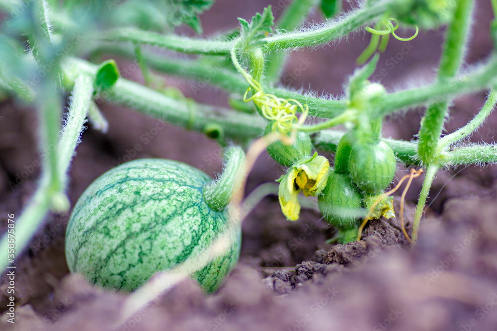 Organic watermelon growing on the field at eco farm. Closeup of growing small green striped watermelon in farmer's hand. Tying the fruit of an early watermelon in the spring in the garden Organic watermelon growing on the field at eco farm. Closeup of growing small green striped watermelon in farmer's hand. Tying the fruit of an early watermelon in the spring in the garden