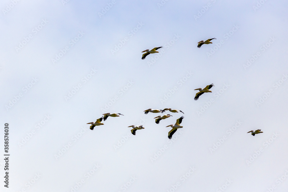 Great White Pelican, pelecanus onocrotalus, Group in Flight.