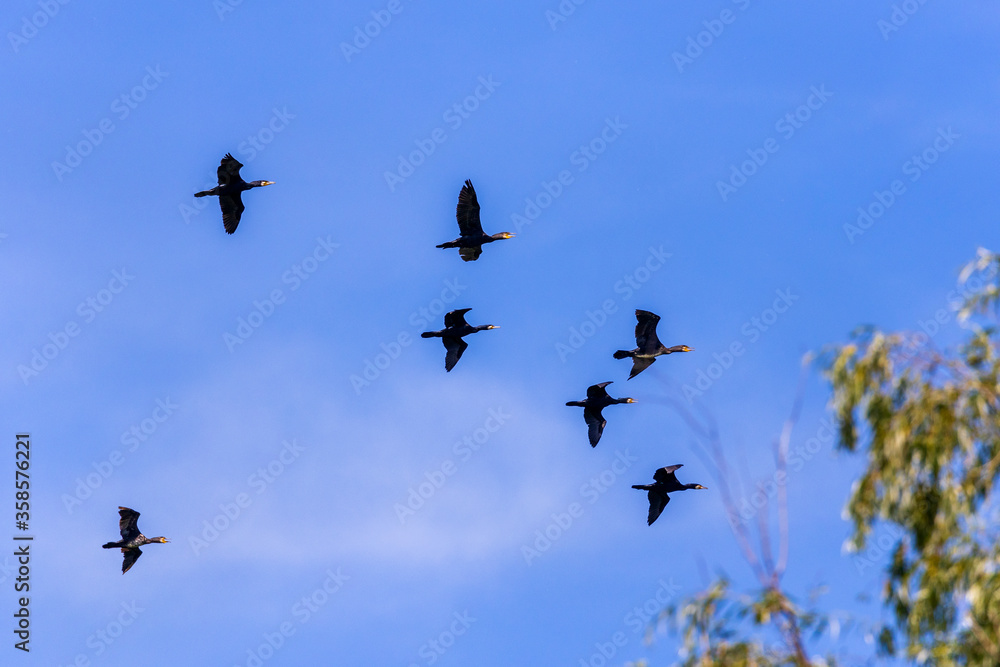 Group of great cormorant (Phalacrocorax carbo) in flight on sky background. Group of great cormorant (Phalacrocorax carbo) in flight on sky background.