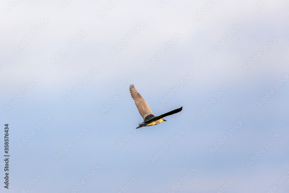 Black-crowned Night-Heron bird in Danube Delta, Romania. Black-crowned Night-Heron bird in Danube Delta, Romania.