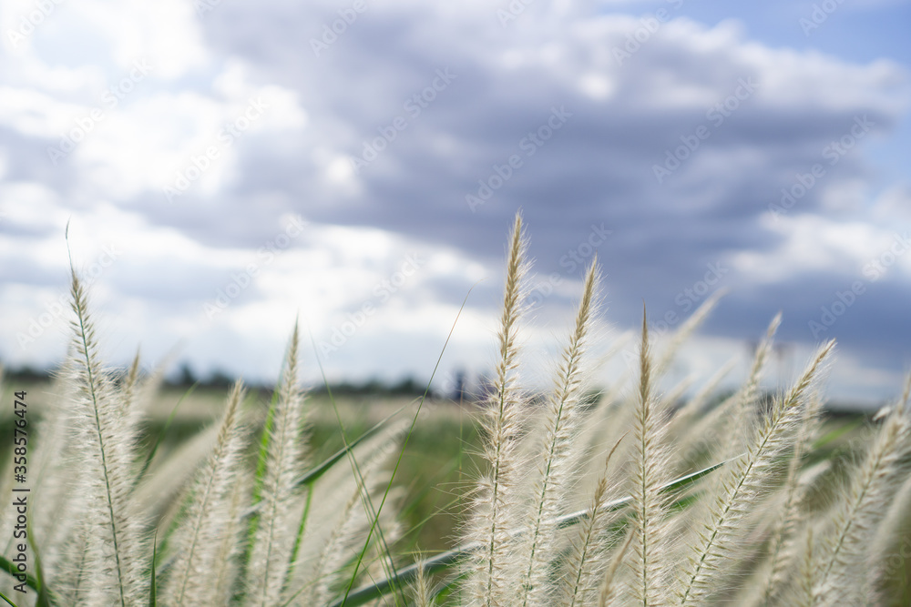 Fototapeta premium Poaceae Grass Flowers Field and blurred with sky background