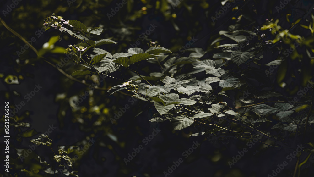 Climatic leaves in my garden