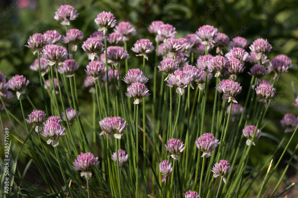 Allium schoenoprasum - bulbous ornamental plant with pink flowers, a plant for decorating urban flower beds