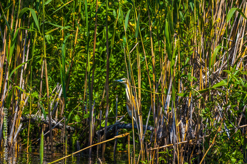 The squacco heron (Ardeola ralloides) in the Danube Delta Biosphere Reserve in Romania