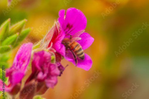 Flores abejas polinización plantas insectos naturaleza 