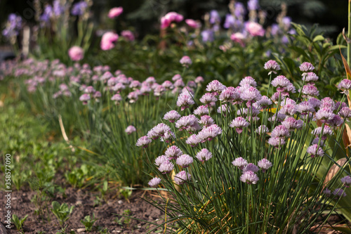 Allium schoenoprasum - bulbous ornamental plant with pink flowers  a plant for decorating urban flower beds