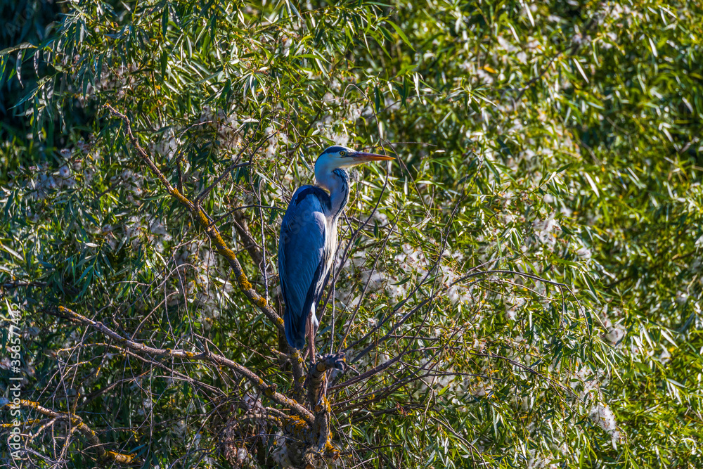 Obraz premium Grey heron bird (Ardea cinerea) in Danube Delta from Romania