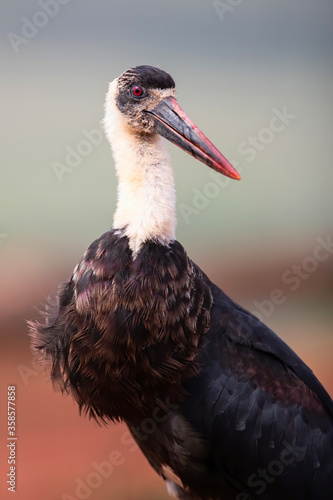 Portrait of a Wooly necked stork in Zimanga Game Reserve in Kwa Zulu Natal in South Africa photo