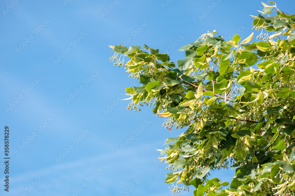 lush linden branch in green foliage. summer nature background. sunny weather with blue sky lush linden branch in green foliage. summer nature background. sunny weather with blue sky