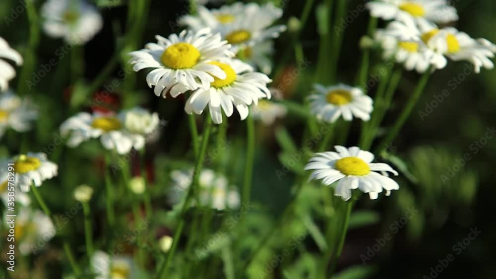A big bush of chamomile swaying in the wind. There's a lot of green grass in the background. Close-up A big bush of chamomile swaying in the wind. There's a lot of green grass in the background. Close-up