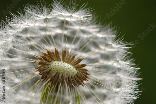 Pusteblume  Macro vor dunkelgr  nem Hintergrund  close up 