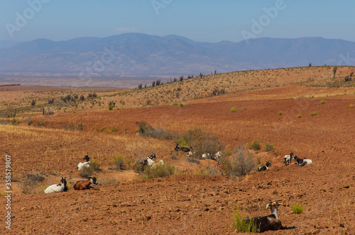 Animales cabras caprinos  desierto pastando paisajes naturaleza. photo