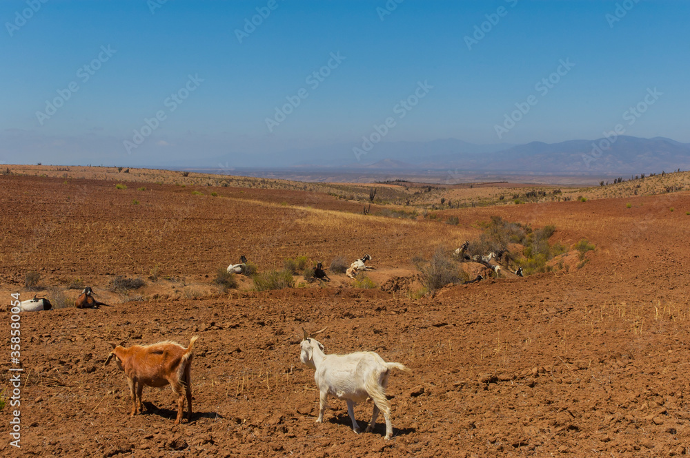 Φωτογραφία Animales cabras caprinos  desierto pastando paisajes naturaleza.