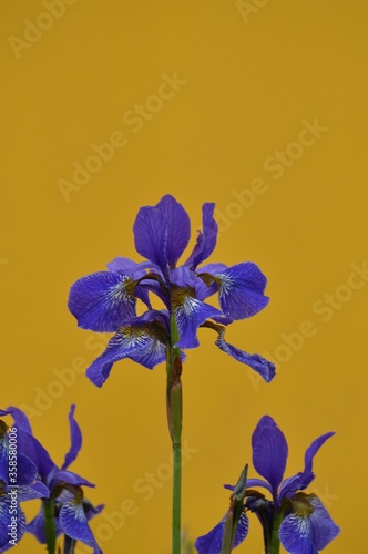 blue iris flower on a yellow background