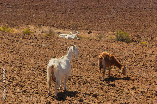 Animales cabras caprinos desierto pastando paisajes naturaleza.