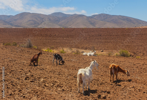 Animales cabras caprinos  desierto pastando paisajes naturaleza.