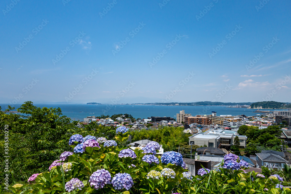 葉山のあじさい公園 紫陽花と海、湘南江ノ島 葉山の街並み