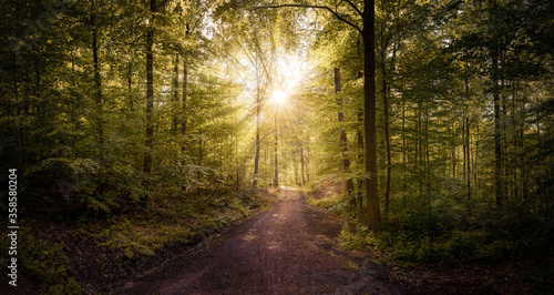 Beautiful Path in the forest with sunrays