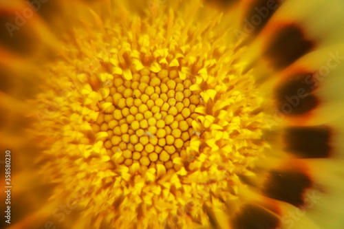 yellow flower macro