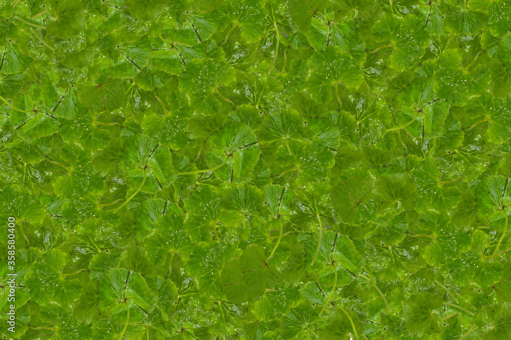 Dense lush green plane of Tiger herbal leaf Dense lush green plane of Tiger herbal leaf