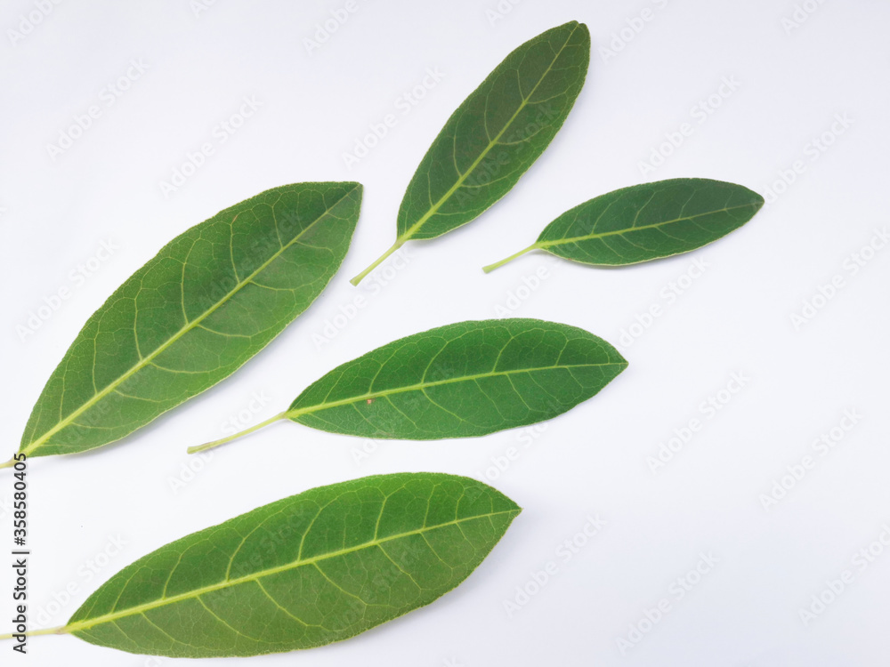 fresh green leaves fresh green leaves