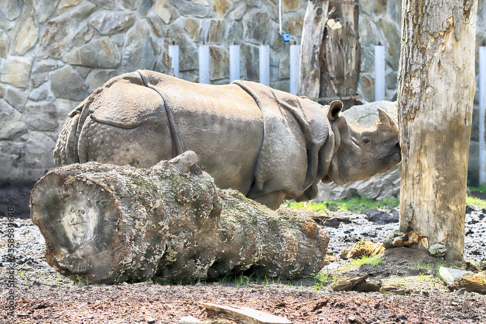 WROCLAW, POLAND - JUNE 09, 2020: Indian Rhinoceros. The Wroclaw Zoological Garden is the oldest and most visited zoo in Poland (and the fifth in Europe). - obrazy, fototapety, plakaty 