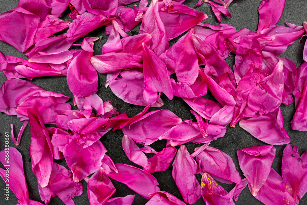 composition of pink peony flower petals on shiny black background, water drops, copy space