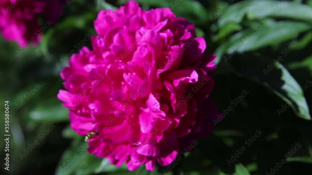 A wasp sits on a pink peony flower with green leaves. Panorama. Close-up A wasp sits on a pink peony flower with green leaves. Panorama. Close-up