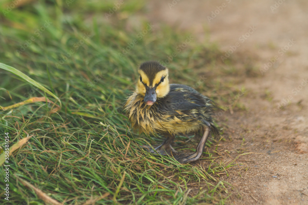 a tiny duckling runs along the riverbank in search of a mother a tiny duckling runs along the riverbank in search of a mother