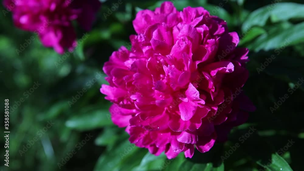 An ant crawls on a wet flower of pink peony with green leaves. Close-up An ant crawls on a wet flower of pink peony with green leaves. Close-up