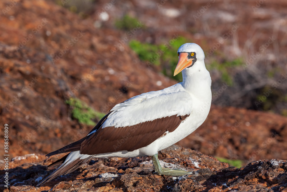 Fototapeta premium Nazca booby in its habitat