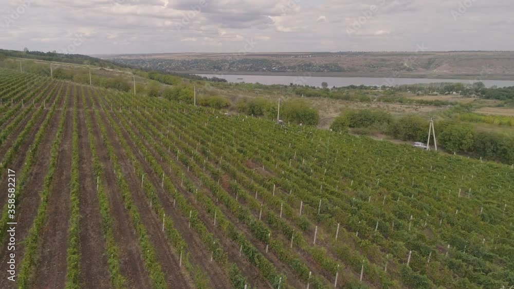 Aerial view of a beautiful green vineyard during the day. Aerial view of a beautiful green vineyard during the day.