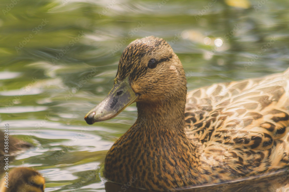 Beautiful Mallard Swims in a Pond on a Warm Summer Day Beautiful Mallard Swims in a Pond on a Warm Summer Day