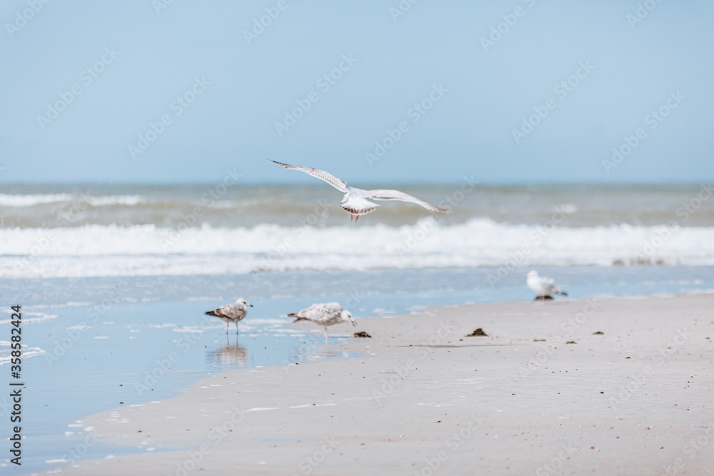 Urlaub am Strand von Holland mit Seemöven Urlaub am Strand von Holland mit Seemöven
