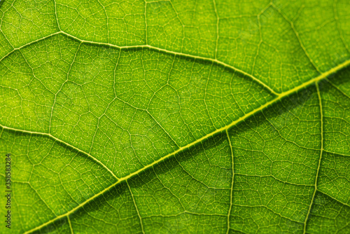 Macro photo of a green leaf close-up texture.